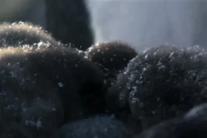 安迪的动物宝宝全20集1080P高清