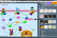 信号通路绘图工具pathwaytool
