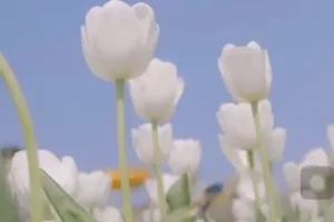 伍伍老师摄影教程：从基础到高级全攻略