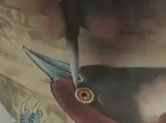 180讲工笔花鸟技法大全：牡丹/八哥/蝴蝶/禽鸟教学