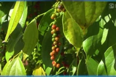 斑马百科：食物的科学之旅-从酸甜苦辣到中西餐文化