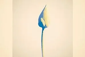 Uru《心得/紙一重》[无损FLAC/MP3/341MB]