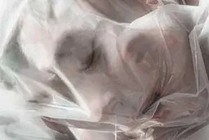 周国贤《Fall》[无损FLAC/MP3/83MB]