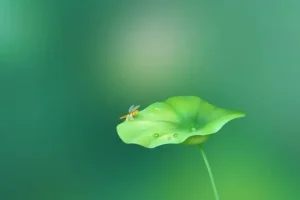 历史存在本体论精讲：6节视频+音频课