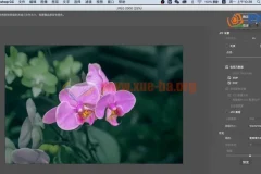 兰花摄影&后期技法 主讲：朱建华老师