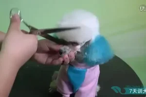 零基础驯狗师课程：幼犬训练与行为纠正全攻略