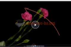 【会跳舞的花朵】从零到精通视频教程—2小时深度掌握频闪花卉创意摄影