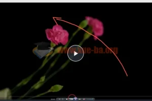 【会跳舞的花朵】从零到精通视频教程—2小时深度掌握频闪花卉创意摄影