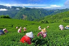 《精选220首山歌大全打包》[高品质MP3/320K/2.09GB]