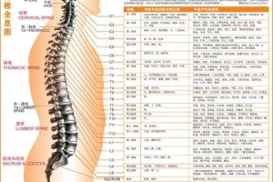 《最全高清人体穴位图及穴位图解大全》[PDF]