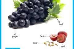 少儿英语启蒙：动物与果蔬思维导图