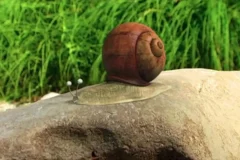 昆虫总动员全集177集1080P超清动画