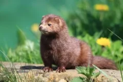 伯吉斯动物童话故事《水貂比利》 24集