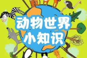 儿童睡前故事《动物世界的77个小知识》 77集 精灵袋鼠妈妈播音